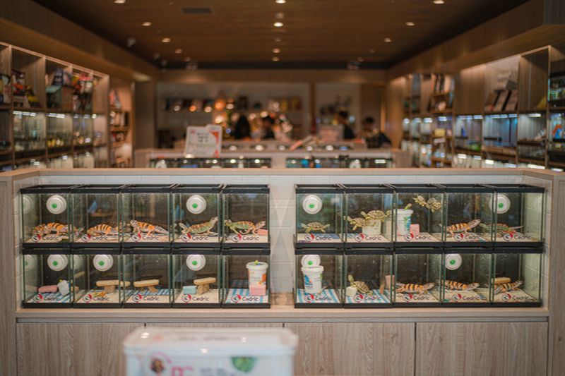 开宁爬宠店慢直播门店部署实景：展示缸与繁殖架机位布设，无畸变高清摄像机覆盖主推缸位