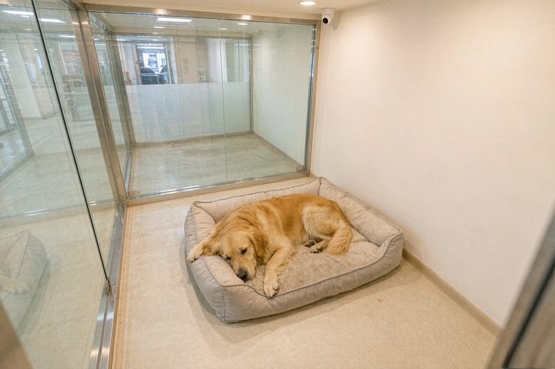 开宁宠物店寄养慢直播设备选型与机位部署示意：开宁无畸变慢直播高清摄像机与开宁高清慢直播摄像机，DC12V 适配器供电或 POE 供电供网