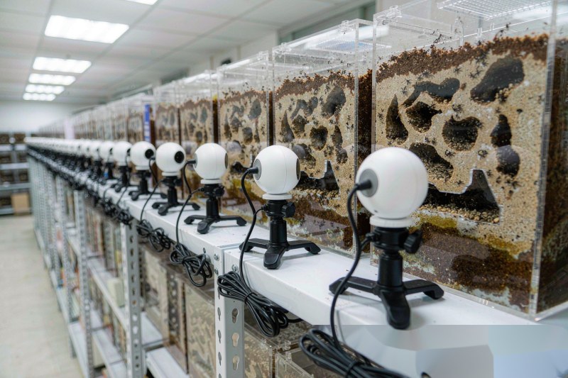 开宁生态缸蚁巢慢直播部署实景：蚁巢陈列架与生态缸微距机位布设，POE 慢直播微距摄像机贴面侧俯记录蚁道