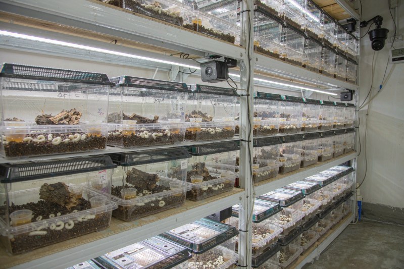 开宁甲虫繁育观察慢直播部署实景:繁育架逐层定点机位,黑色方盒摄像机对准产卵盒、幼虫培育盒与羽化蛹盒