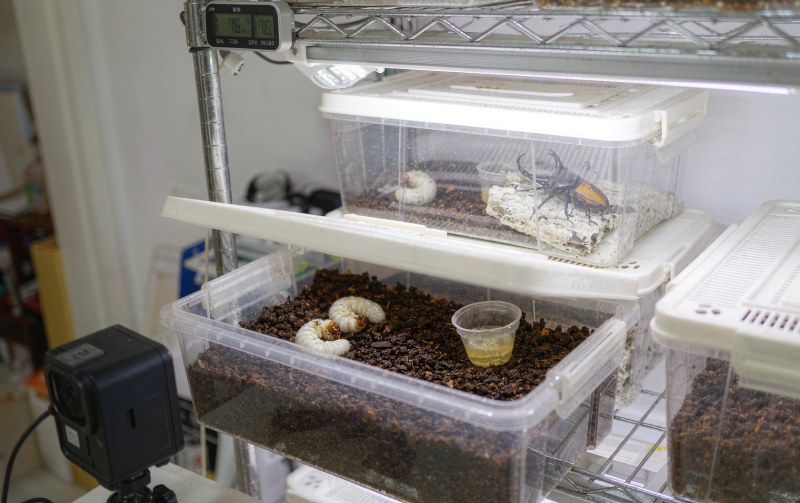 开宁甲虫繁育观察慢直播首屏实景:繁育架塑料培育盒内的幼虫、果冻杯与成虫,黑盒摄像机背面机位对准培育盒